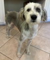 adoptable Dog in  named HARVEY