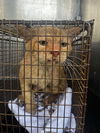 adoptable Cat in  named STANLEY THE BOY