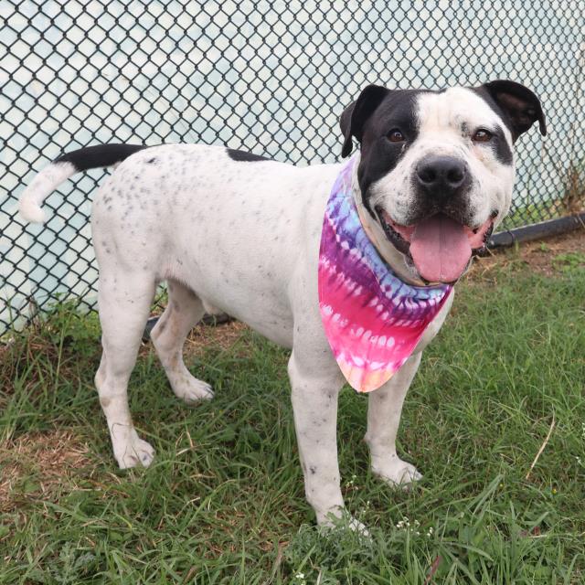 adoptable Dog in San Antonio, TX named ACE