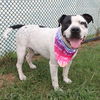 adoptable Dog in  named ACE