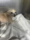 adoptable Dog in  named DORIS