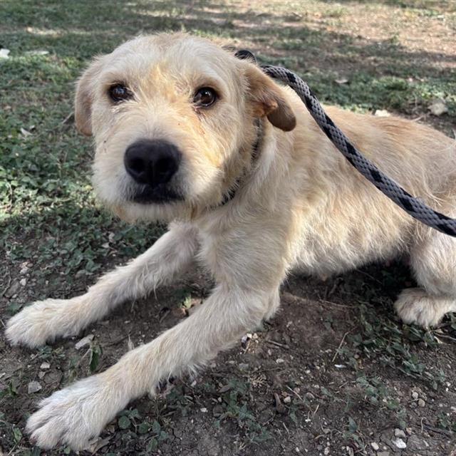 adoptable Dog in San Antonio, TX named TULIP