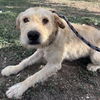 adoptable Dog in  named TULIP