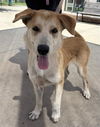 adoptable Dog in  named HONEY