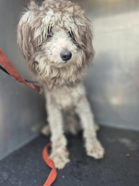 adoptable Dog in San Antonio, TX named NIMBUS