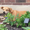 adoptable Dog in  named CANELLA