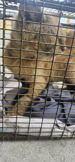 adoptable Cat in San Antonio, TX named BUSTER