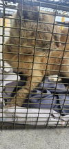 adoptable Cat in  named BUSTER