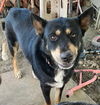 adoptable Dog in  named LUCKY