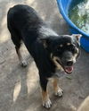 adoptable Dog in  named TOPANGA