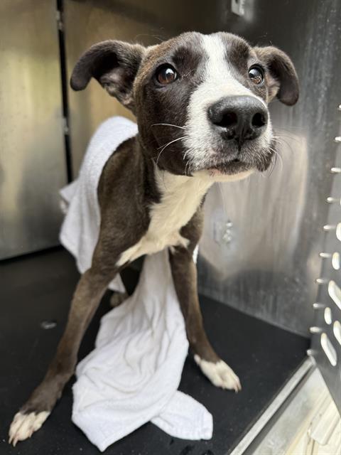adoptable Dog in San Antonio, TX named A765869