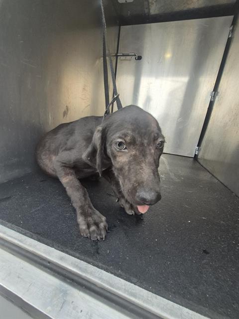 adoptable Dog in San Antonio, TX named TIGER