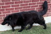 adoptable Dog in  named HUGO