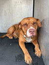 adoptable Dog in  named ROCKY