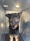 adoptable Dog in  named HENDRICKS