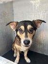 adoptable Dog in  named DAMIAN