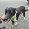 adoptable Dog in  named REMUS