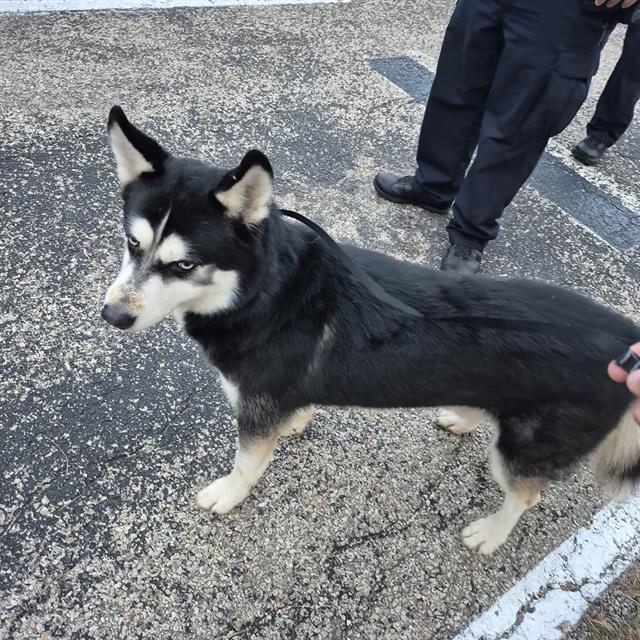 adoptable Dog in San Antonio, TX named MAC