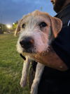 adoptable Dog in  named NORMA JEAN