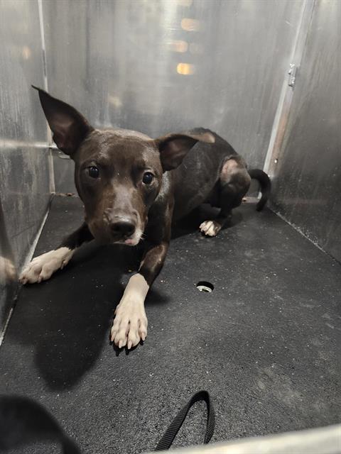 adoptable Dog in San Antonio, TX named STORMY
