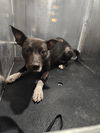 adoptable Dog in  named STORMY
