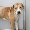 adoptable Dog in  named PRINCESS