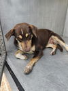 adoptable Dog in  named CLARITY