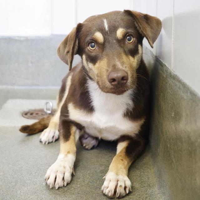 adoptable Dog in San Antonio, TX named CLARITY