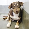 adoptable Dog in  named CLARITY