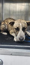 adoptable Dog in  named NIKO