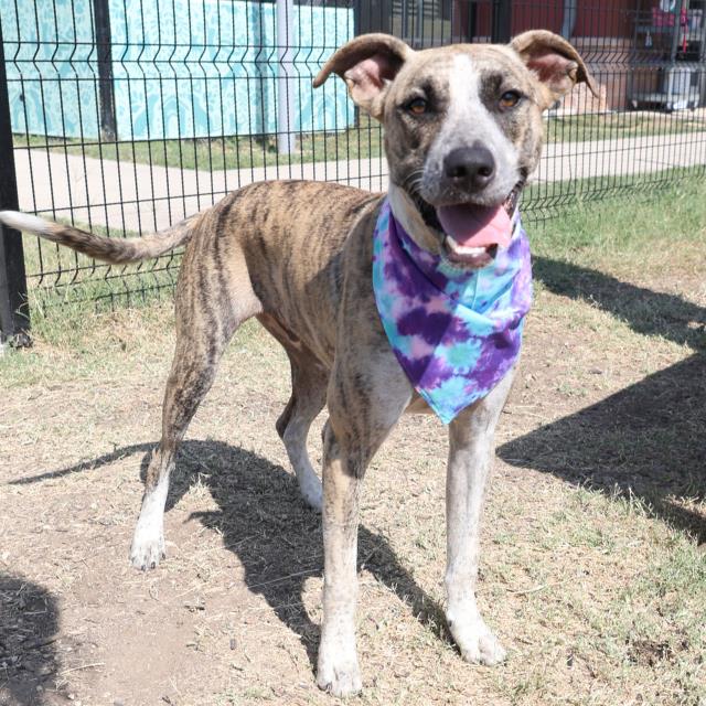 adoptable Dog in San Antonio, TX named NIKO