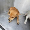 adoptable Dog in  named CHASE