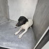 adoptable Dog in  named LOGAN