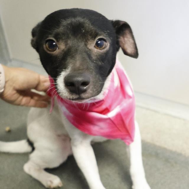 adoptable Dog in San Antonio, TX named LOGAN