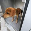 adoptable Dog in  named ZOEY
