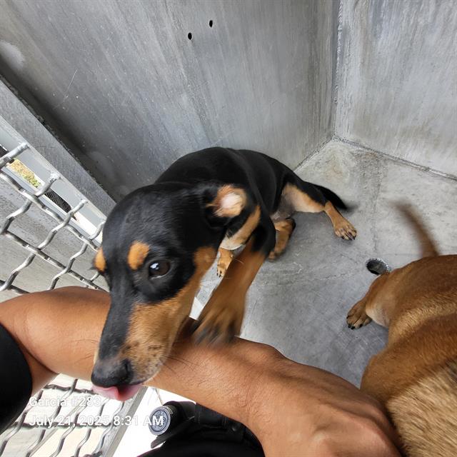 adoptable Dog in San Antonio, TX named QUINN