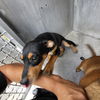 adoptable Dog in  named QUINN