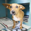 adoptable Dog in  named SENNA