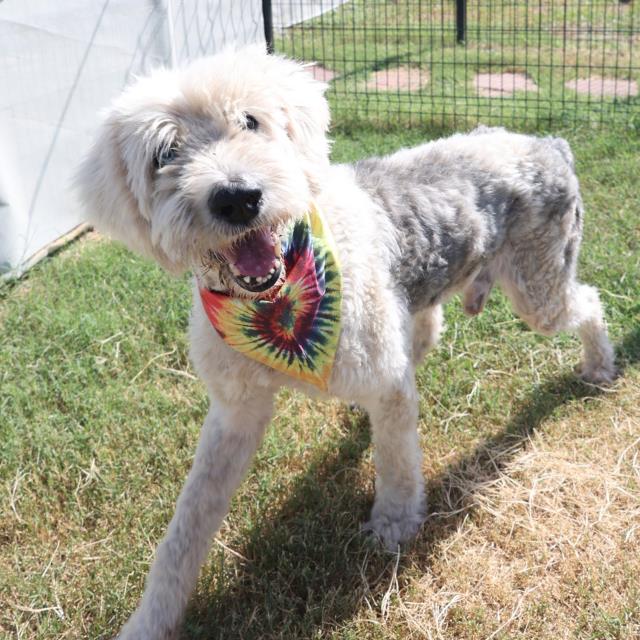 adoptable Dog in San Antonio, TX named CORNELIUS