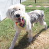 adoptable Dog in  named CORNELIUS