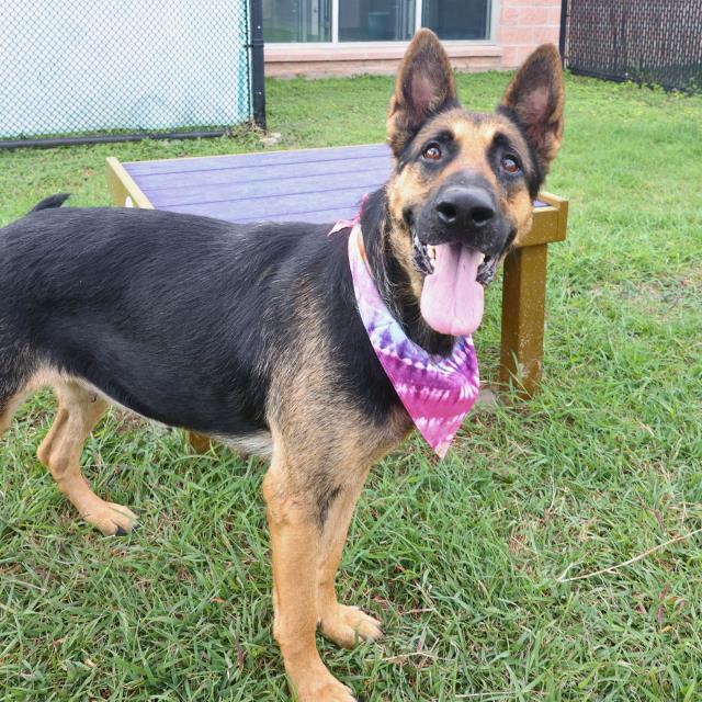 adoptable Dog in San Antonio, TX named AHROKE ALLERIA