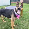 adoptable Dog in  named AHROKE ALLERIA