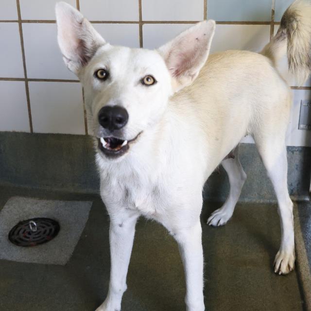 adoptable Dog in San Antonio, TX named DAISY