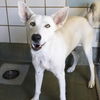 adoptable Dog in  named DAISY