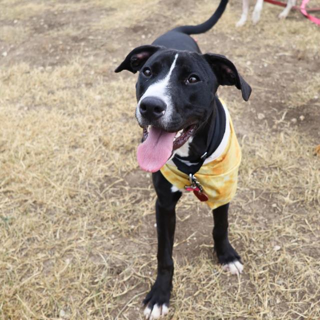 adoptable Dog in San Antonio, TX named WANDA