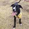 adoptable Dog in  named WANDA