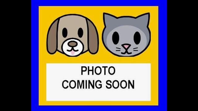 adoptable Dog in San Antonio, TX named SHADE