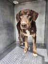 adoptable Dog in  named FUANK