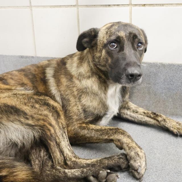 adoptable Dog in San Antonio, TX named DARRIN