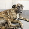 adoptable Dog in  named DARLA